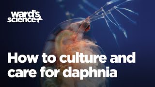 Caring and Culturing for Daphnia [upl. by Matuag]