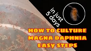 How to Culture Magna Daphnia Easily [upl. by Ailedo]