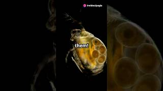 How to culture Daphnia for your Aquarium [upl. by Adnyl993]