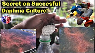 How to Culture Daphnia Successfully [upl. by Glynias]