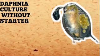 HOW TO CULTURE DAPHNIA NATURALLY WITHOUT A STARTER [upl. by Akiemehs]