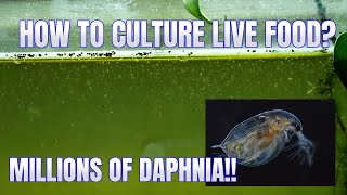 How to Culture Daphnia Secret Method to Breed MILLIONS  Simply Aquatic [upl. by Etnoed]