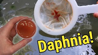 How I Culture Daphnia In Outdoor Tubs [upl. by Notna488]