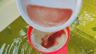 How to culture daphnia  Daphnia culture  How to grow daphnia outdoor [upl. by Skrap]