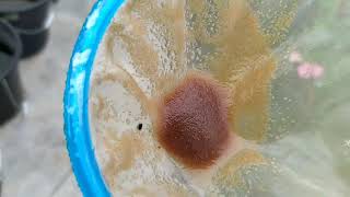 How to culture daphnia moina in a small container Part 1 English Subtitle [upl. by Coralyn]