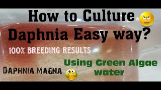 Daphnia MagnaHow to Culture Daphnia Easy wayCulturing Daphnia using Green water Daphnia [upl. by Rhu]