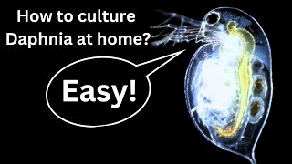 BEST Live Fish Food Beginner guide How to Culture Daphnia at home [upl. by Dnilazor154]