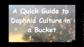 How to culture daphnia outside [upl. by Rilda]