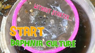 How to culture daphnia moina the easy way 1  Starting the Daphnia culture [upl. by Wolliw]