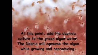 Daphnia  How to grow daphnia in your home [upl. by Anuahsed230]