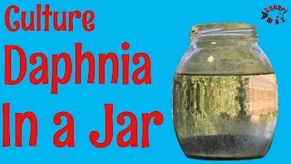 How to Culture Daphnia in a Jar [upl. by Bertram143]