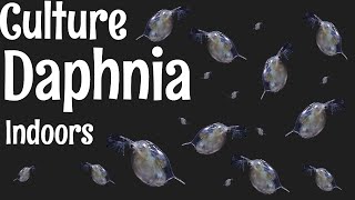 How to Culture Daphnia [upl. by Artimas]