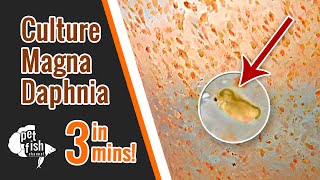 How to culture DAPHNIA MAGNA  The easy way [upl. by Zeiler]