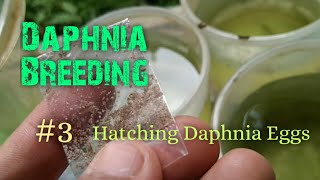 Daphnia Culture made simple and easy 3  Hatching Daphnia eggs [upl. by Hiroshi830]