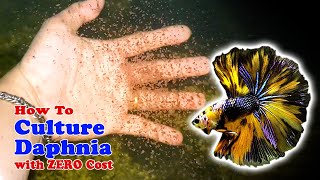 How to Culture Daphnia with ZERO Cost  Unlimited Live Food For Our Fish [upl. by Namzed]