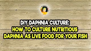 DIY Daphnia Culture How to Culture Nutritious Daphnia as Live Food for Your Fish [upl. by Bonny]