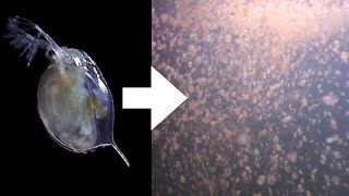 How I Culture Daphnia [upl. by Ecirtram]