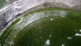 DAPHNIA MOINA CULTURE IN A SMALL BUCKET [upl. by Allistir]