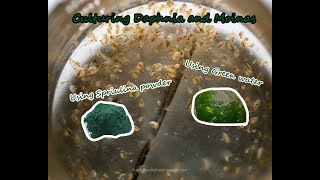 How To Culture Daphnia and Moinas using Green Water Spirulina powder [upl. by Winstonn]