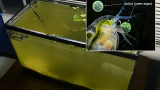 Raising Daphnia for the Freshwater Aquarium [upl. by Aillicec]