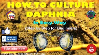 HOW TO CULTURE DAPHNIA In Easy Way [upl. by Emolas]